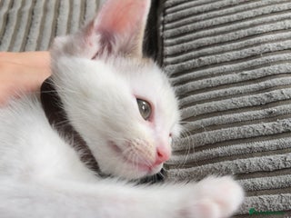 Khao Manee cats - Advert 3