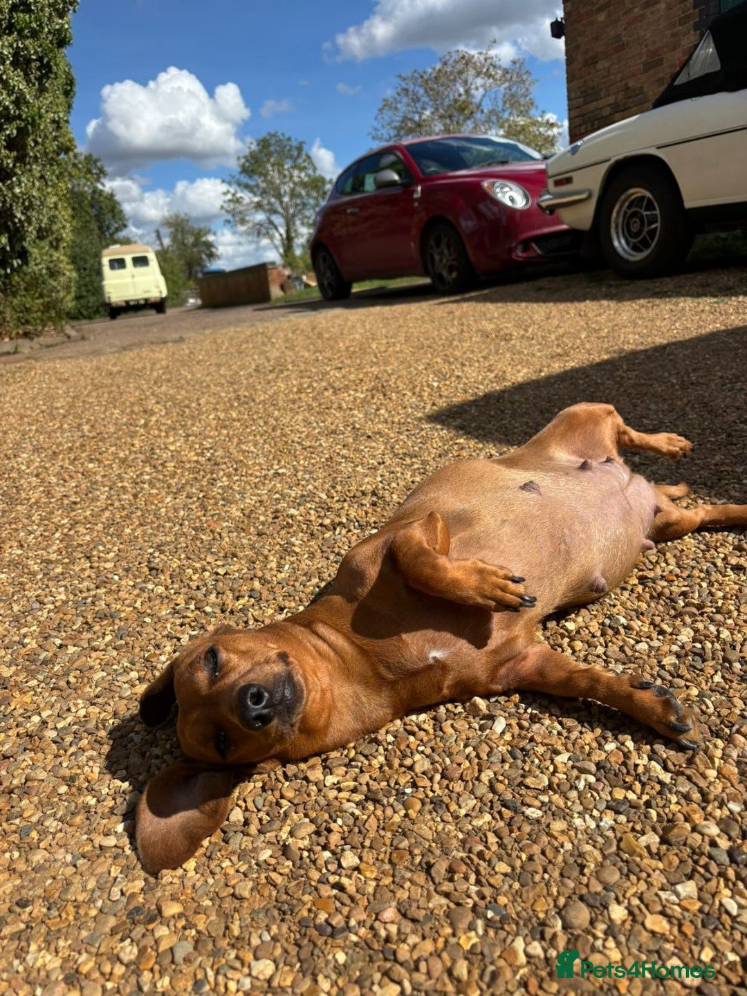 Miniature Dachshund dogs for sale: MAGNIFICENT MINIATURE DACHSHUND PUPPIES - Image 2