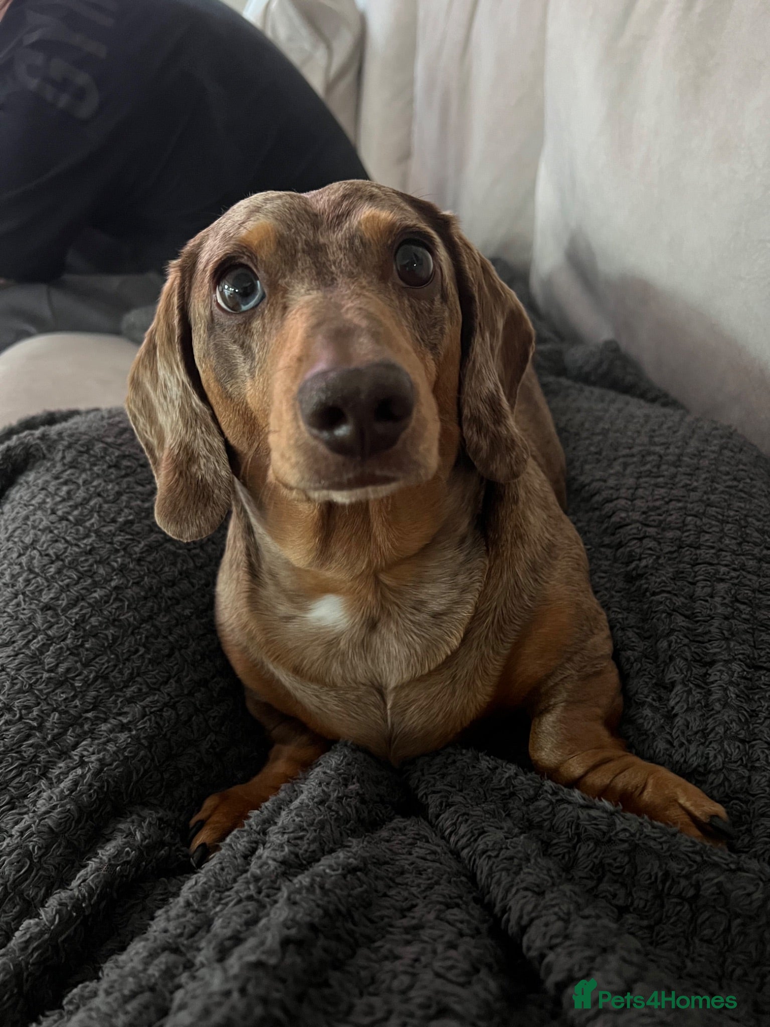 Miniature Dachshund dogs Miniature Dachshund seeking his forever home  - Advert 4