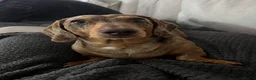 Miniature Dachshund dogs for sale: Miniature Dachshund seeking his forever home  - Advert 1