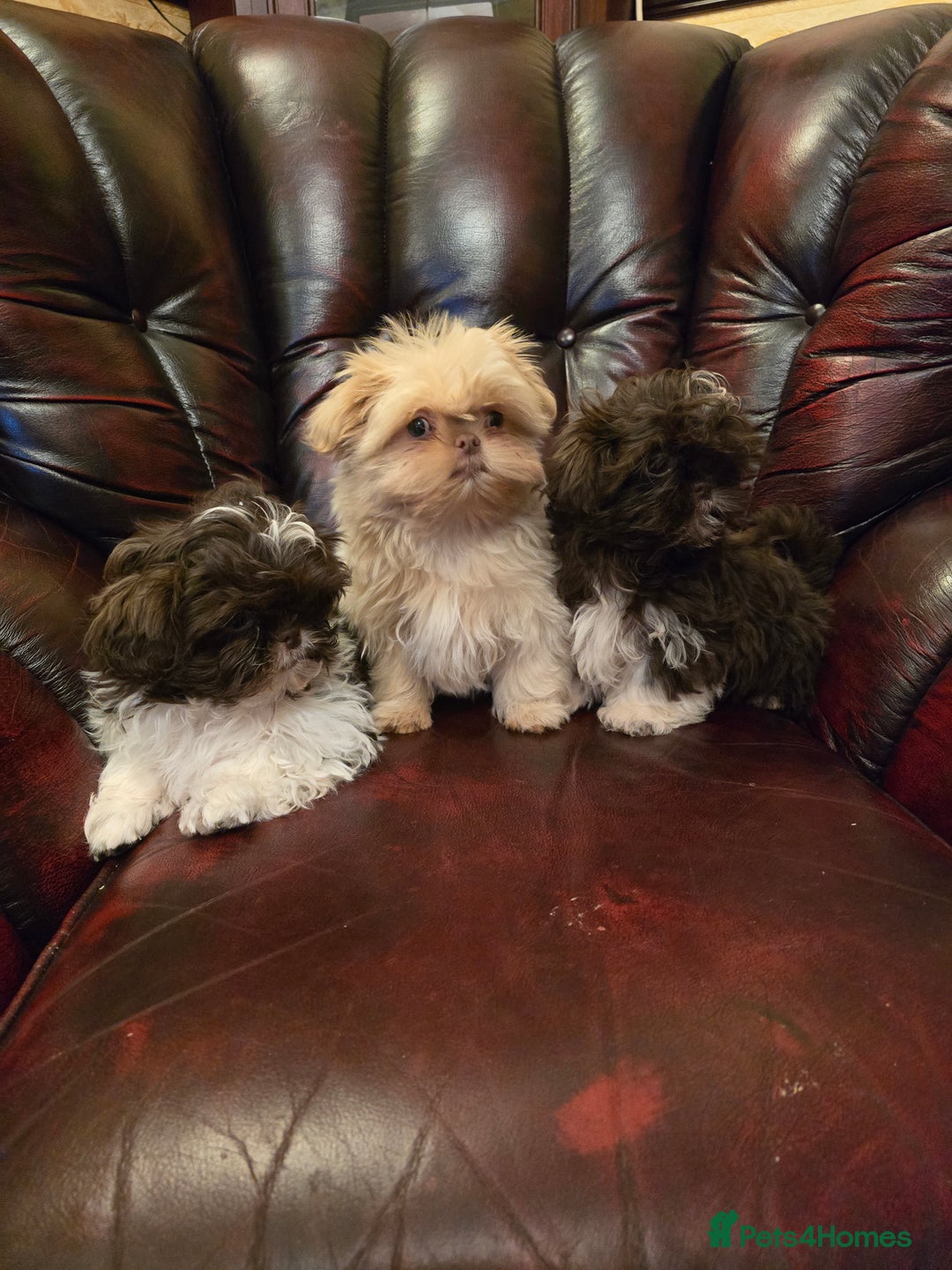 Shih Tzu dogs for sale: Stunning shih tzu - Advert 26