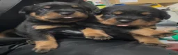 Rottweiler dogs for sale: Rottwiler puppies - Advert 15