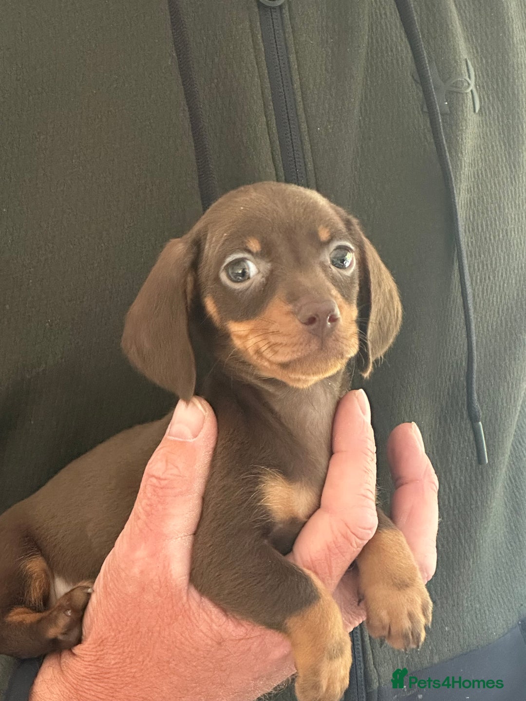 Miniature Dachshund dogs for sale: KC registered pra clear mini dachshund puppies  - Image 5
