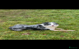 Border Collie dogs for stud: Blue merle border collie for stud - Image 7