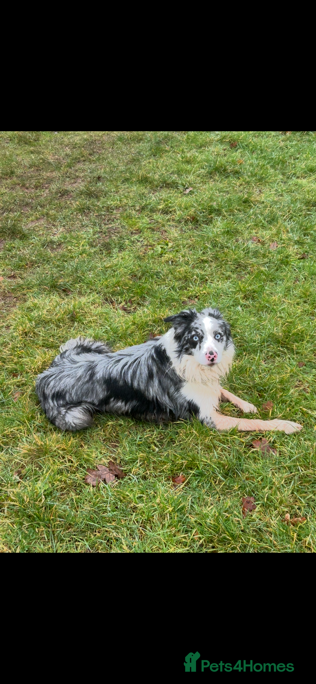 Border Collie dogs for stud: Blue merle border collie for stud - Image 7