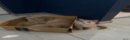 British Shorthair cats for sale: 🦁😻🦁 Beautiful British Shorthair and Longhair  - Advert 18