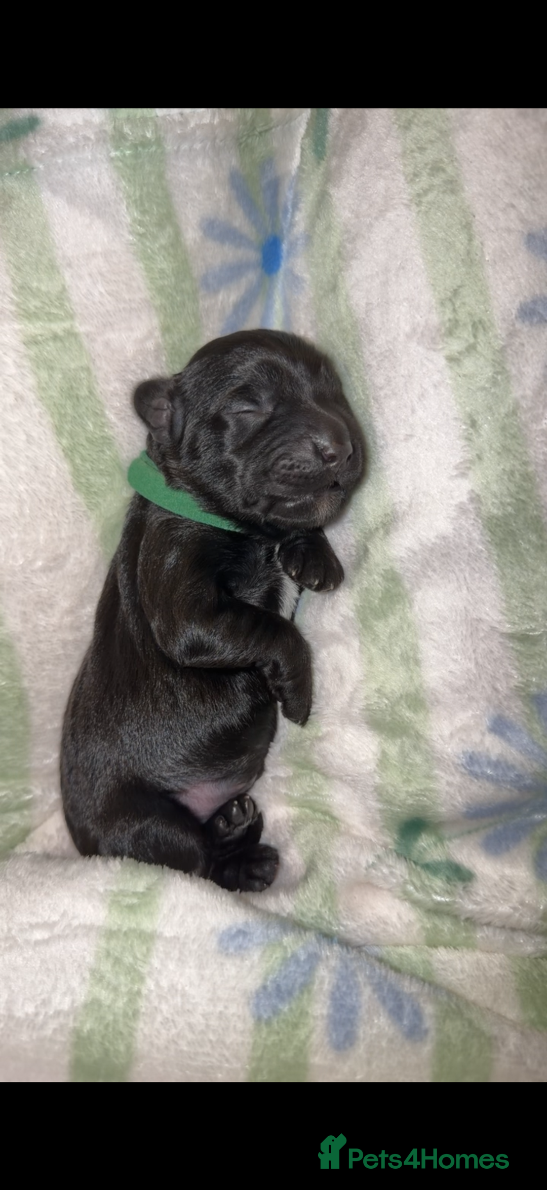 Cockapoo dogs for sale: Beautiful litter of cockapoos - Advert 7