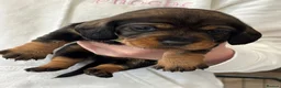 Dachshund dogs for sale: Standard Wired Haired Dachshund/ Teckel  - Advert 5