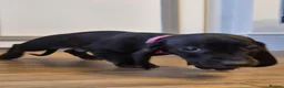 Miniature Dachshund dogs for sale: Male Miniature Dacshunds - Advert 7