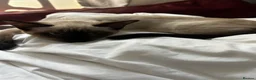 Siamese cats for sale: Beautiful chocolate Siamese girl - Advert 5