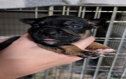 Mixed Breed dogs for sale: Stunning jack Russel cross staffy - Image 3