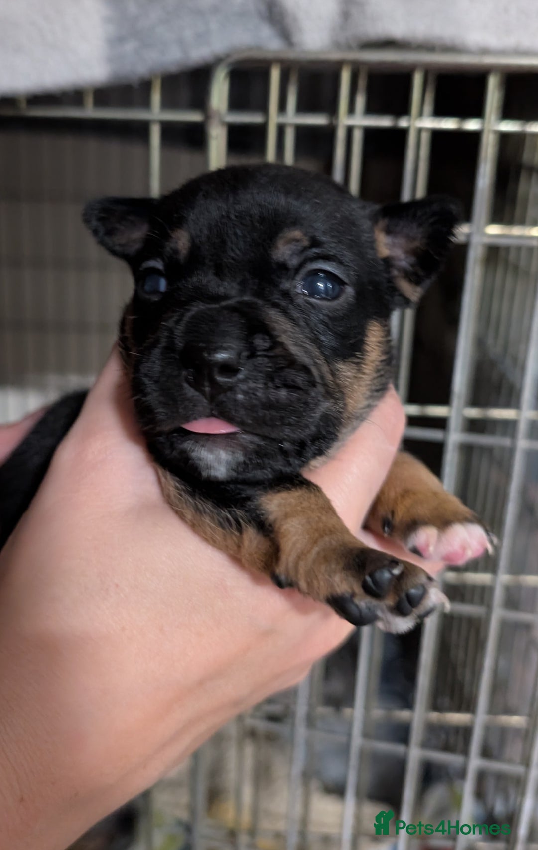 Mixed Breed dogs for sale: Stunning jack Russel cross staffy - Image 3