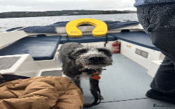 Mixed Breed dogs for sale: Ozzy is looking for his forever home - Image 6