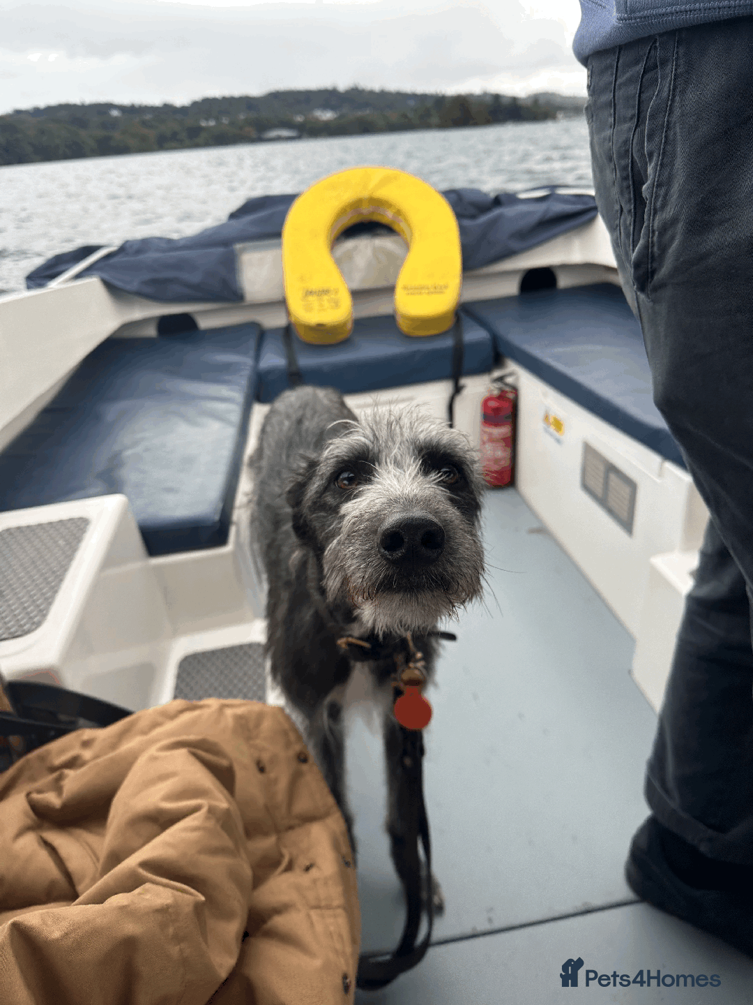 Mixed Breed dogs for sale: Ozzy is looking for his forever home - Image 6