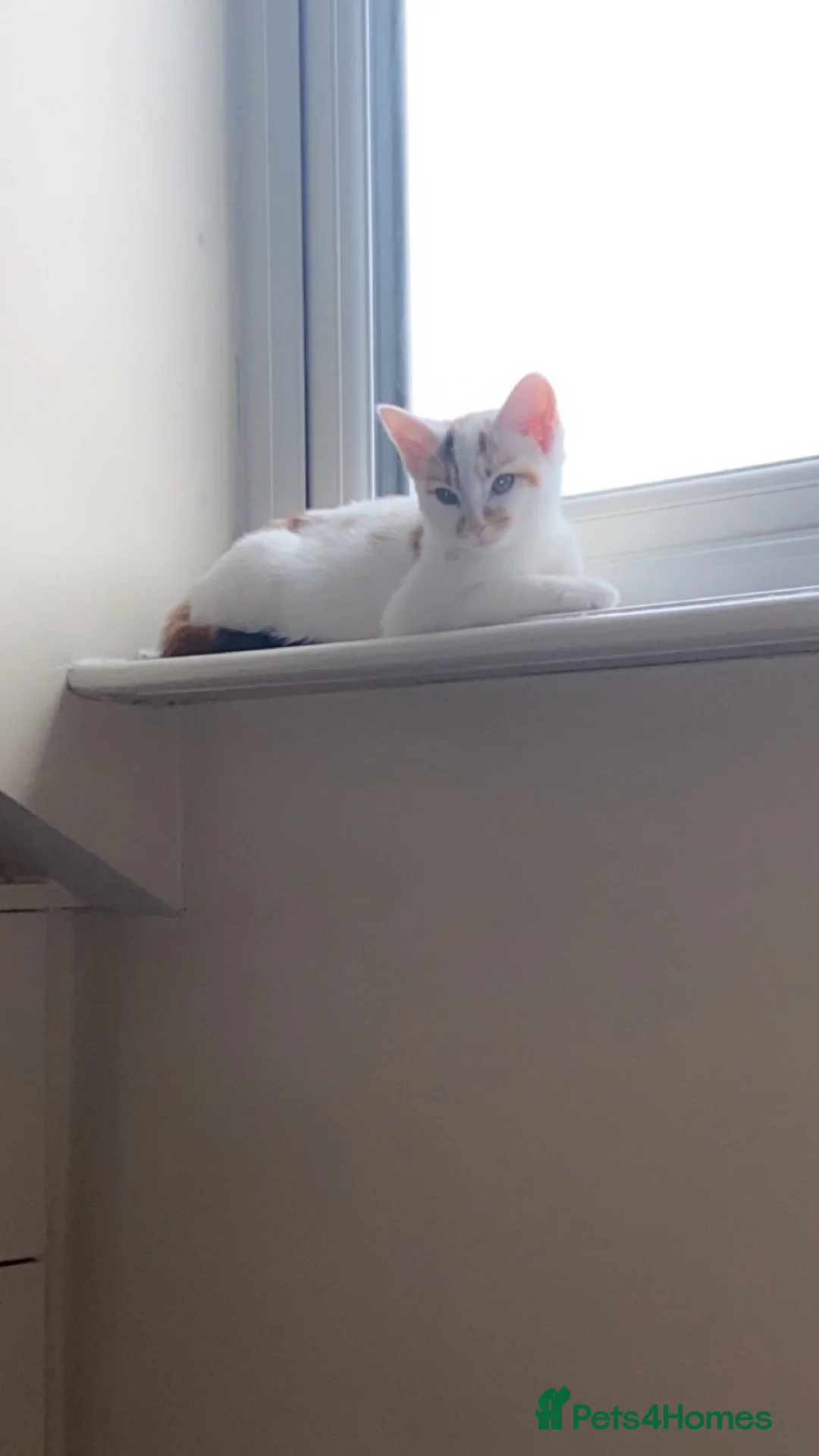 Domestic Shorthair cats for sale: Meet Nala – Your New Furry Best Friend! - Advert 1