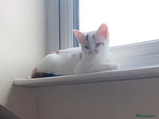 Domestic Shorthair cats Meet Nala – Your New Furry Best Friend! - Advert 1