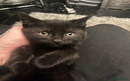 Mixed Breed cats for sale: 2 black girls 9 weeks old - Image 10