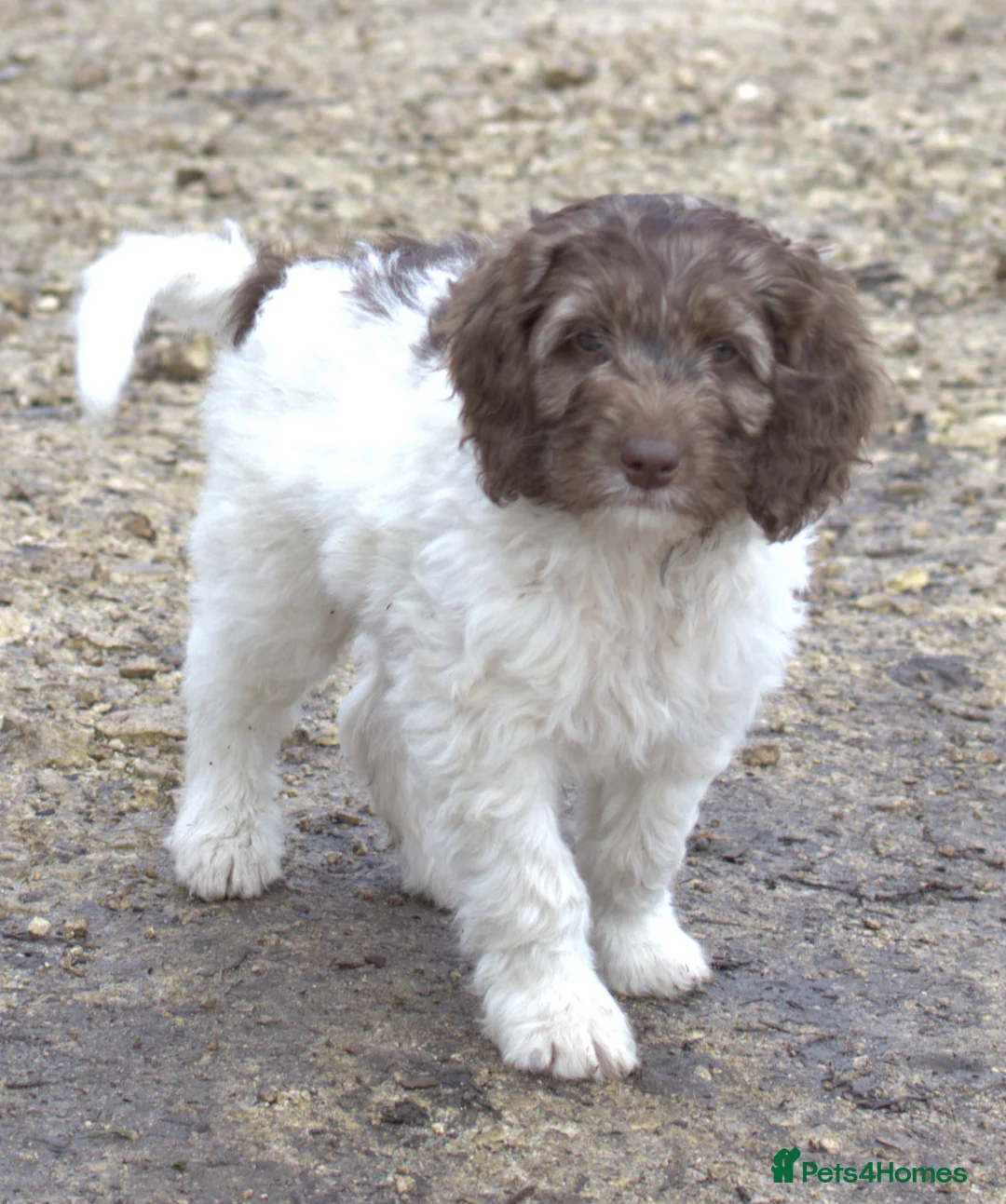 Labradoodle dogs for sale: 🐾🌈 Bred for Potential, Raised for Resilience🐾🌈 - Advert 6