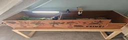 Hermann Tortoise reptiles for sale:  male tortoises  - Advert 4