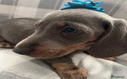 Dachshund dogs for sale: Beautiful rainbow 🌈🌈 litter 💙🩷 - Image 8