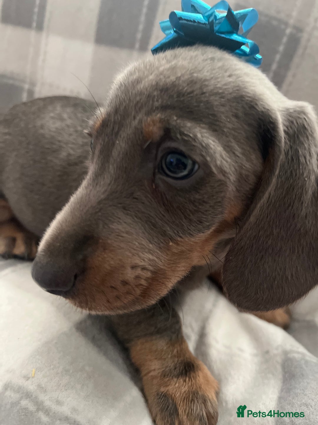Dachshund dogs for sale: Beautiful rainbow 🌈🌈 litter 💙🩷 - Image 8