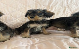 Schnoodle dogs for sale: *Stunning Shnoodles* - Image 8