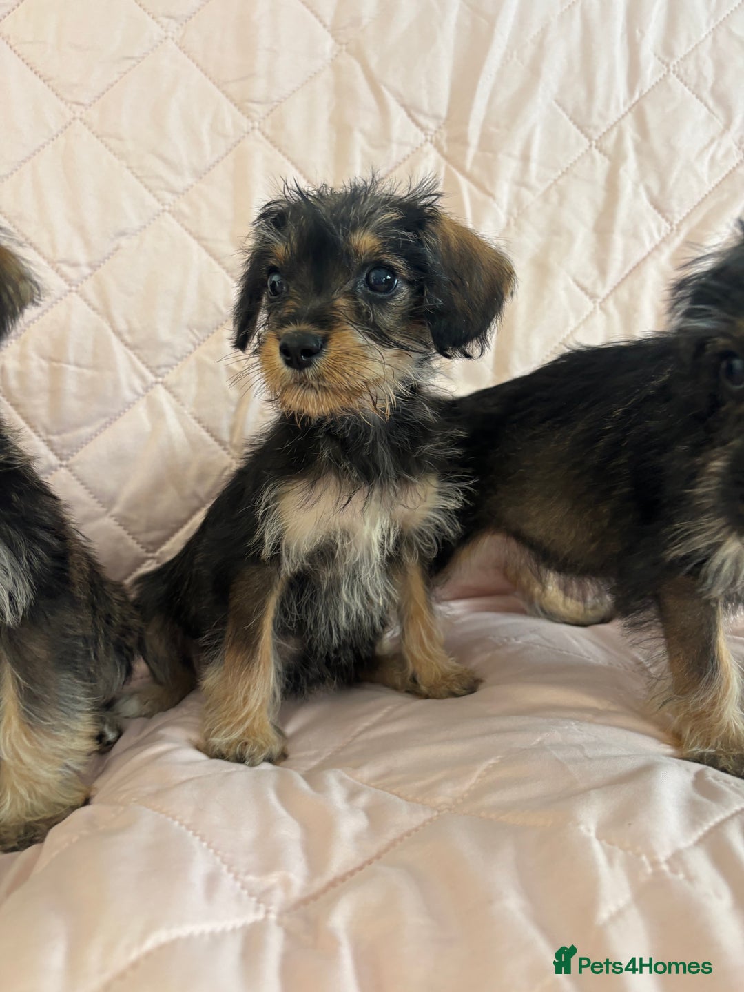 Schnoodle dogs for sale: *Stunning Shnoodles* - Image 8