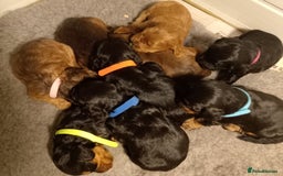Cockapoo dogs for sale: 🐶Beautiful F1 Cockapoo Puppies🐾 - Image 1