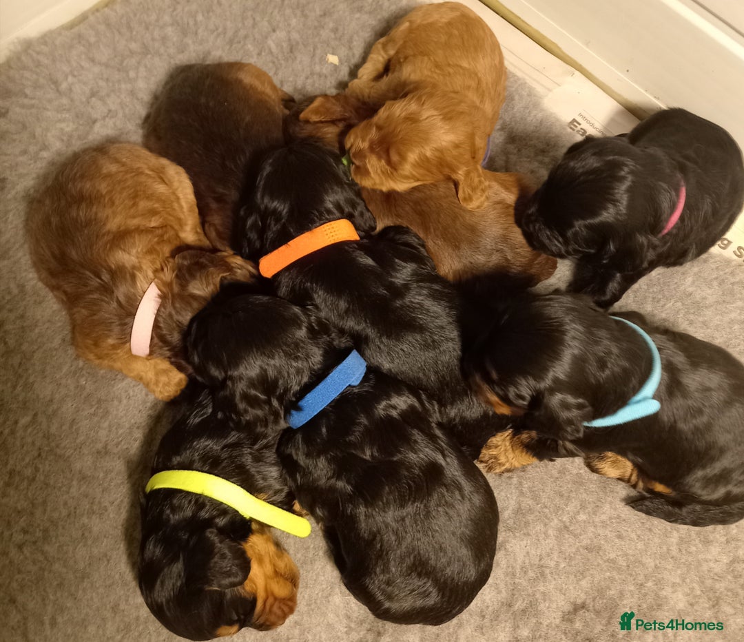 Cockapoo dogs for sale: 🐶Beautiful F1 Cockapoo Puppies🐾 - Image 1