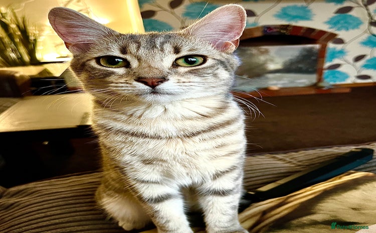 Mixed Breed cats - Advert 2