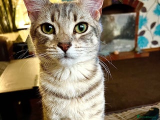 Mixed Breed cats - Advert 10