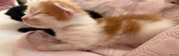 Mixed Breed cats for sale: fluffy kittens for sale!💗💗 - Advert 3