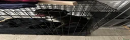 Mixed Breed dogs for sale: Staff cross pressa in Grantham - Advert 2