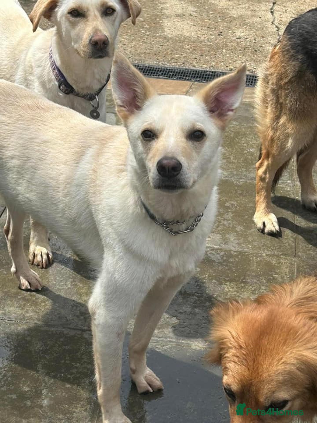 Mixed Breed dogs for adoption: Buddy - Norwich Norfolk  - Image 18