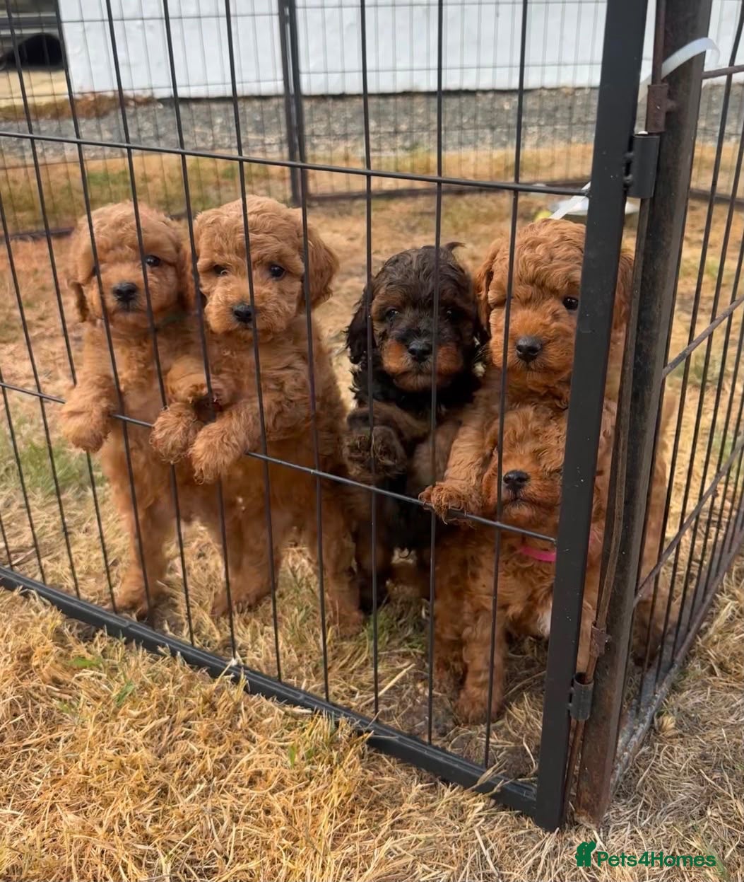 Mixed Breed dogs Stunning little Yorkpoo puppies ❤️🐶  - Advert 1