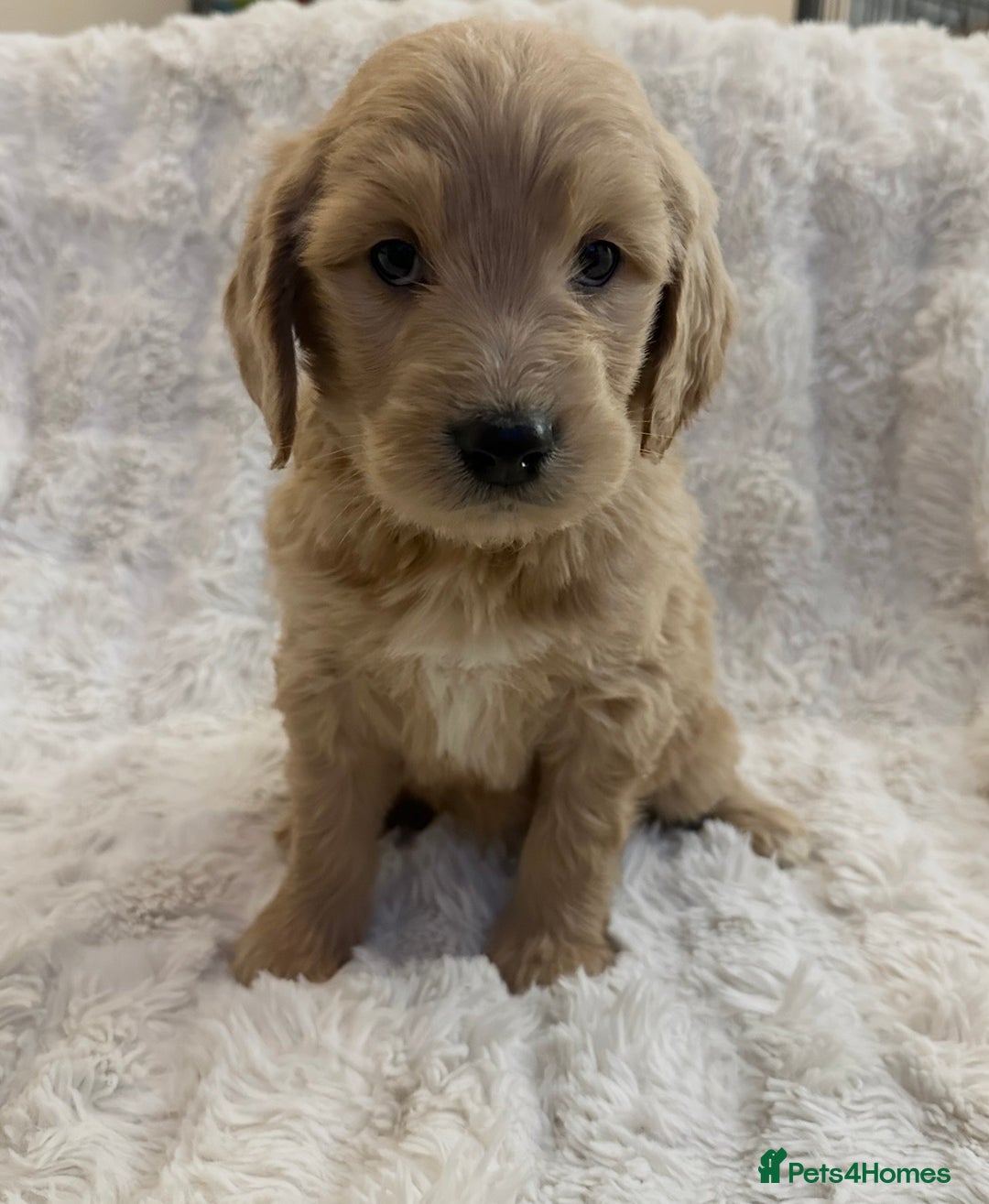 Goldendoodle dogs for sale: Beautiful golden doodles  - Advert 11