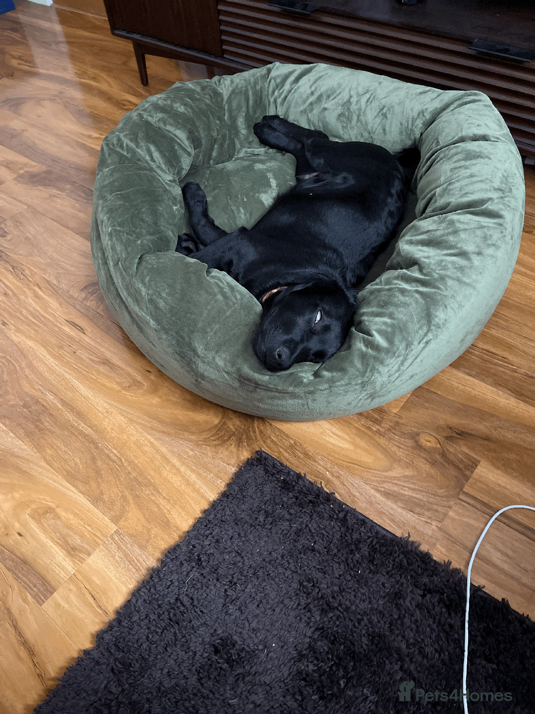 Labrador Retriever dogs for sale: Adorable Labrador Puppy-Healthy & Well-Cared-For - Image 6