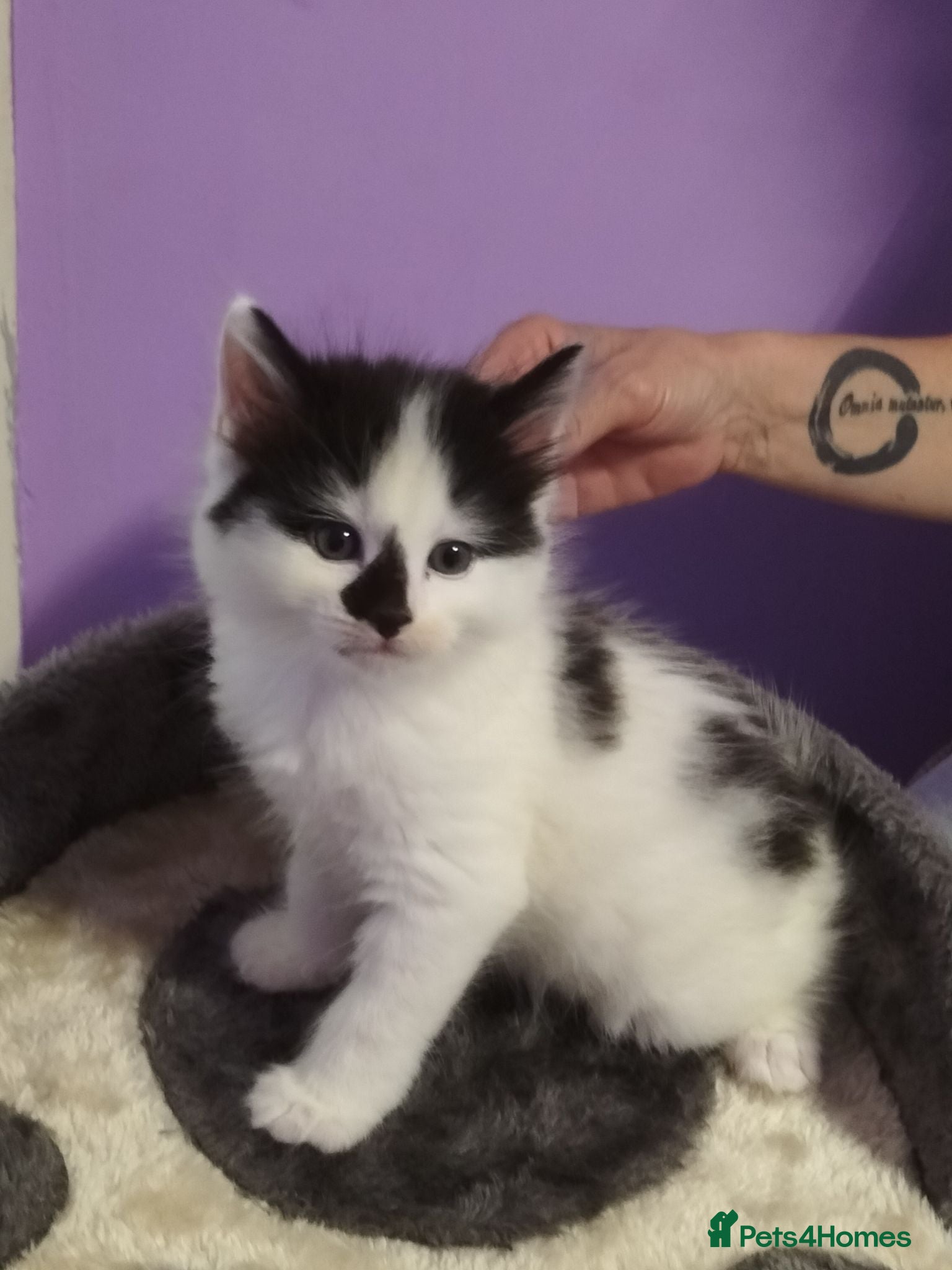 Turkish Angora cats Beautiful Turkish Angora Mix Kittens for sale - Advert 1