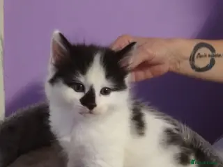 Turkish Angora cats Beautiful Turkish Angora Mix Kittens for sale - Advert 1