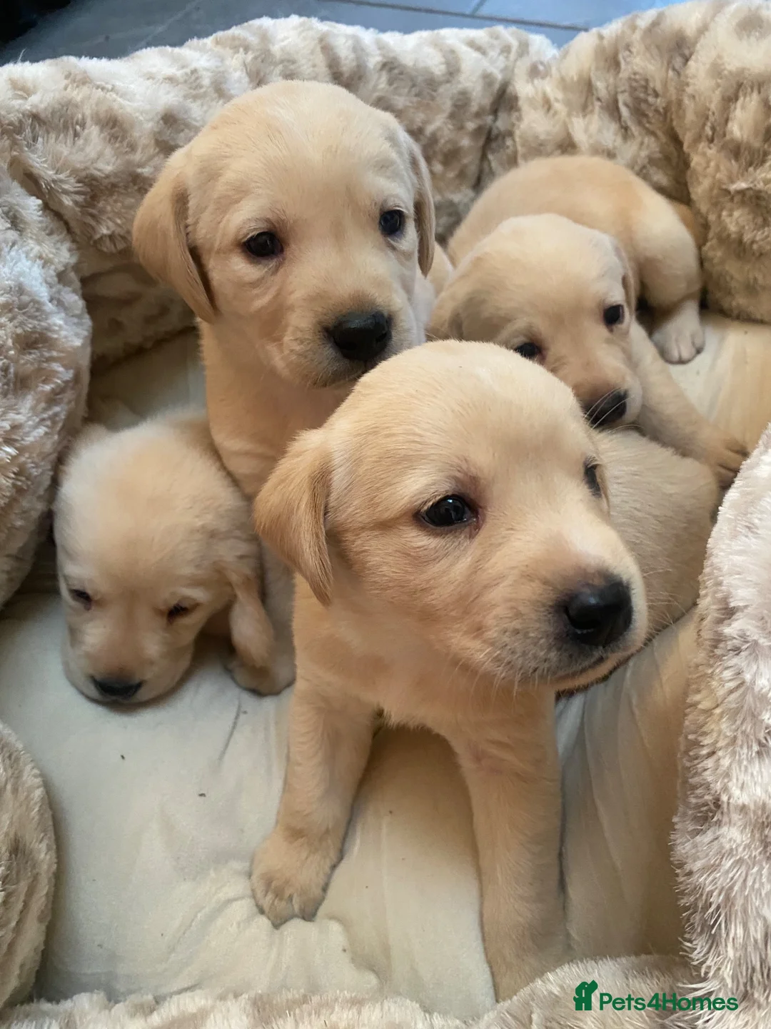Labrador Retriever dogs for sale: Gorgeous Fox red Labrador puppies for sale ✨✨ in Pencader - Advert 2