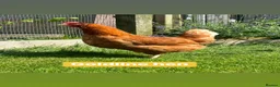 Chickens poultry for sale: Coloured hybrid hens at pol - Advert 8