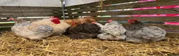 Chickens poultry for sale: Pekin bantams, chicks, growers, hens, hatching egg - Advert 5