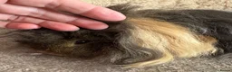 Guinea Pig rodents for sale: Guinea pig Alpaca boar 6 mths  - Advert 2