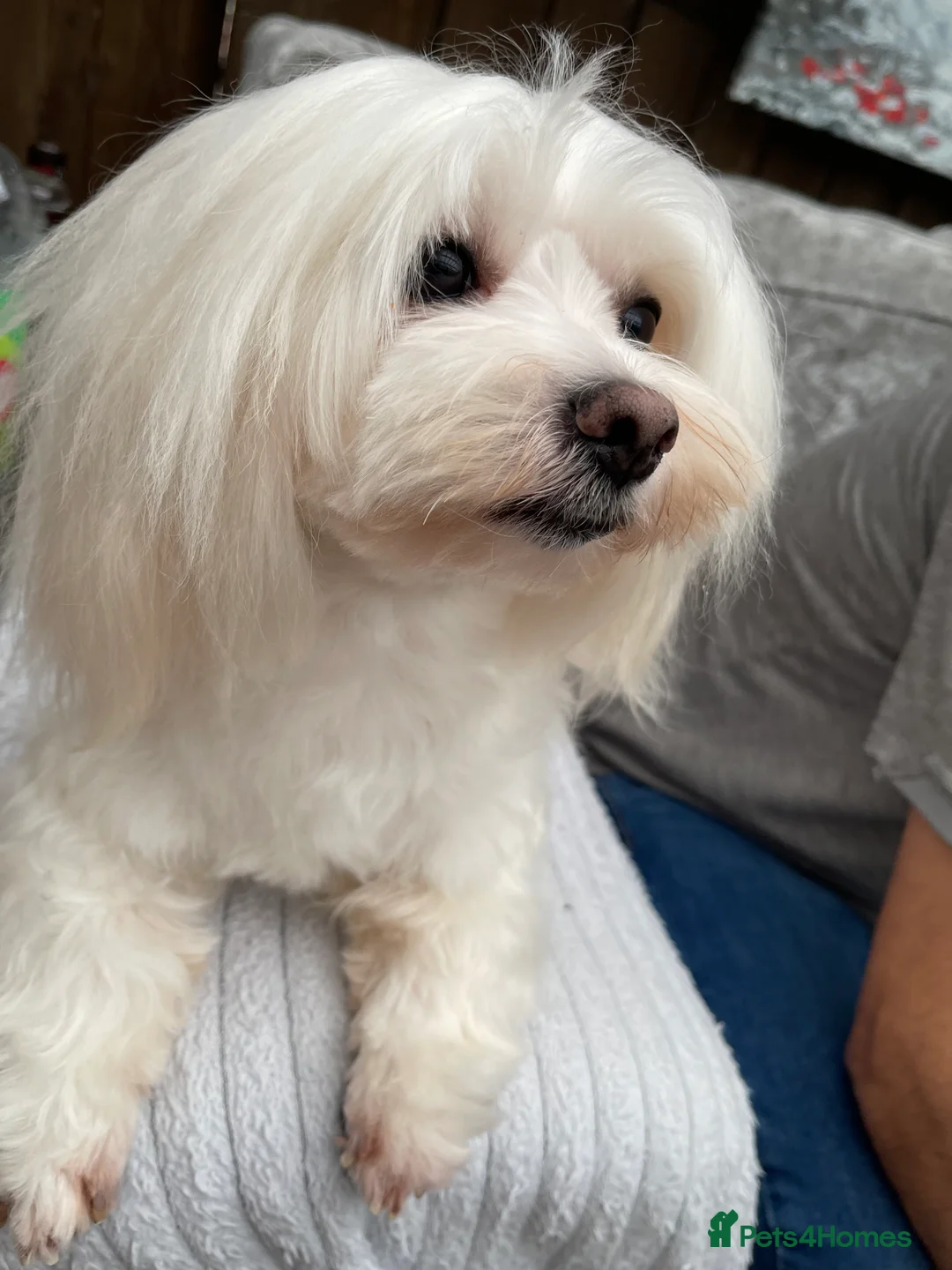 Maltese dogs for stud: Small Maltese for STUD! Pure breed! in London - Advert 6