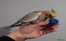 Cockatiels birds for sale: Hand reared silly tame DNA sexed baby cockatiels  - Image 24