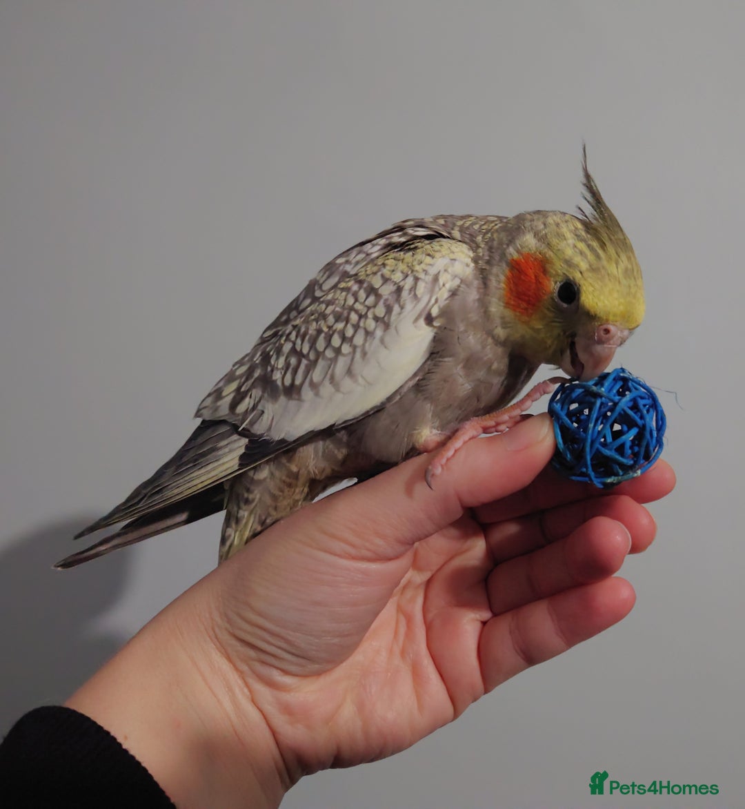 Cockatiels birds for sale: Hand reared silly tame DNA sexed baby cockatiels  - Image 24