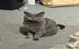 British Shorthair cats for sale: British Shorthair Female - Image 2