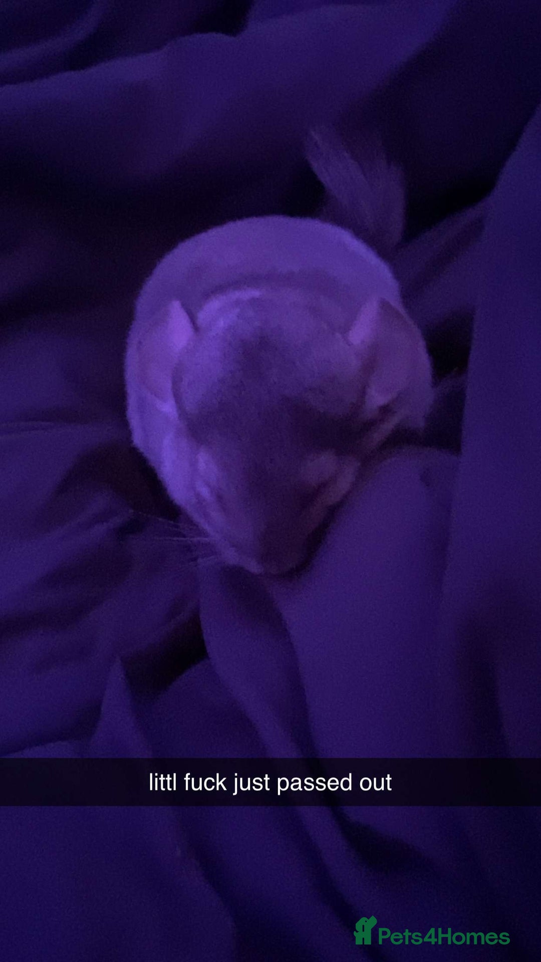 Chinchilla rodents for sale: Chinchilla for sale - Image 2