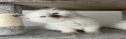 Ragdoll cats for sale: Registered Ragdoll kittens for sale - Advert 33