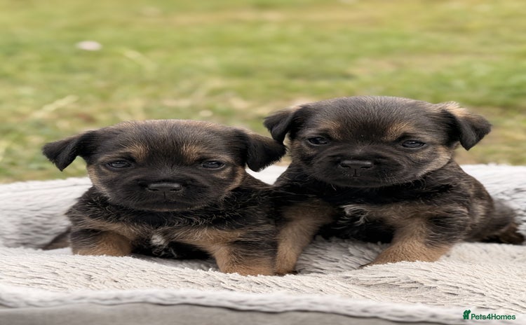 Border Terrier dogs - Advert 6